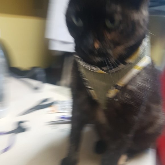 medium walking cat coat - Picture 2 of 3